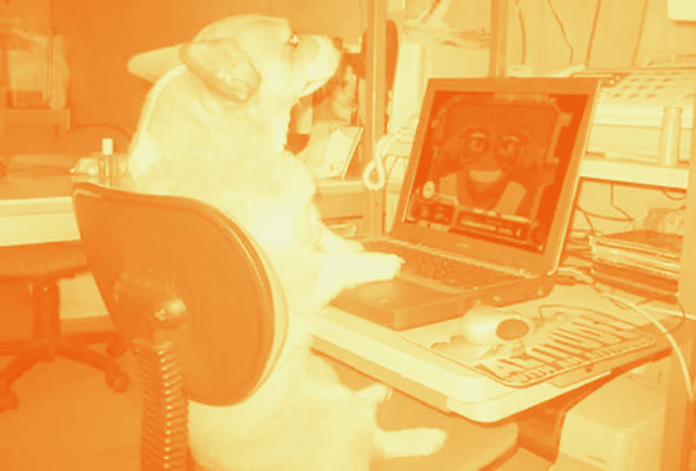 dog using a computer